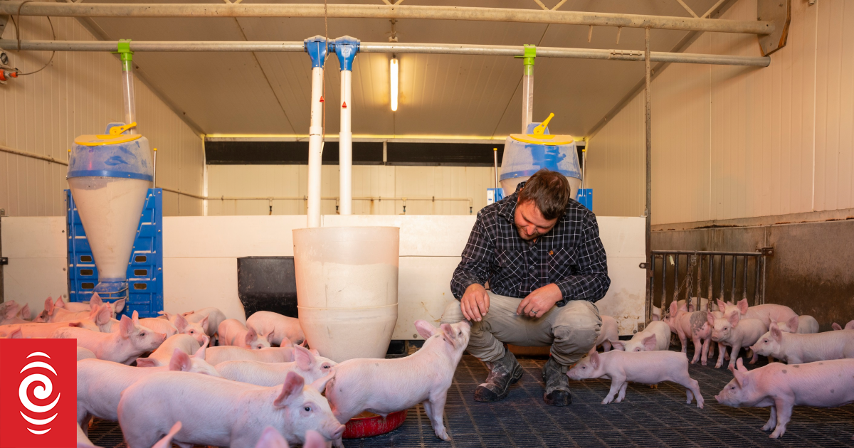 Fatal cases of African swine fever worry local pork industry