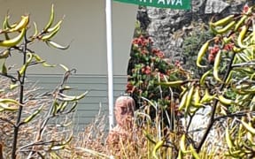 Flat at half mast at Te Mānuka Tūtahi marae today.
