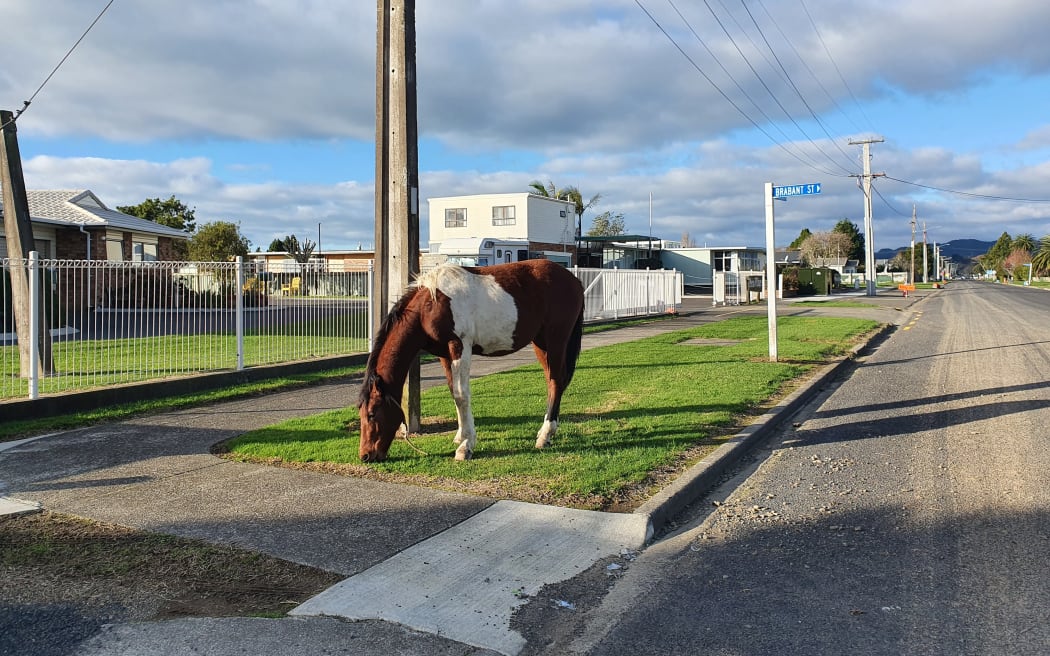 An escaped horse roaming in Ōpōtiki.