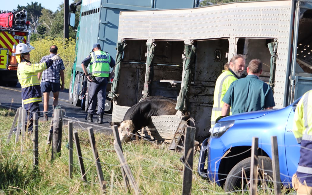 A truck carrying cows rolled over in Taranaki.