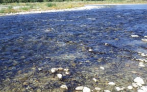Potentially toxic benthic cyanobacteria in the Opihi River at SH1.