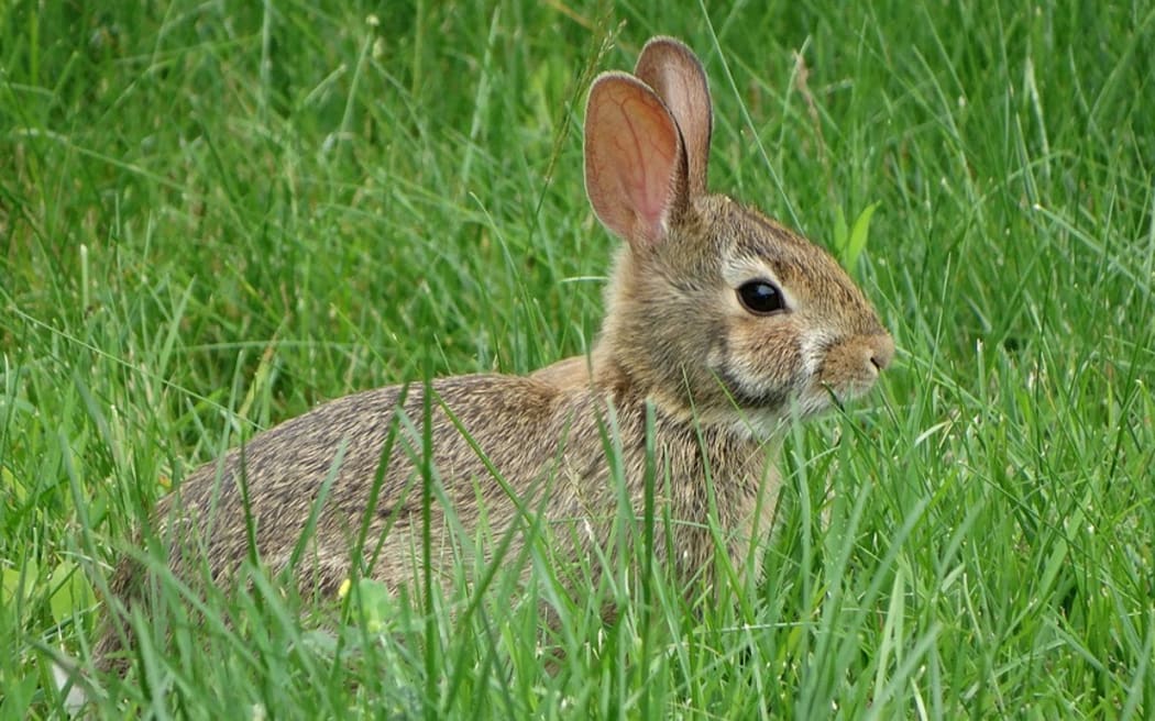 Rabbits are taking over Moeraki