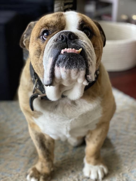 Winston the bulldog.