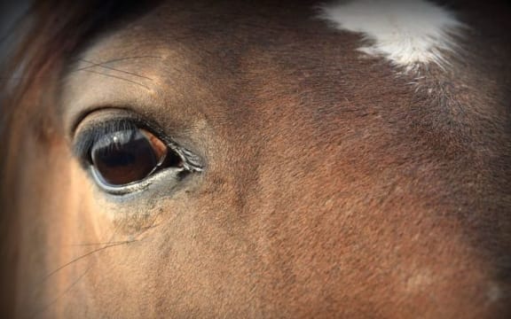 Horses can be frightened by fireworks.
