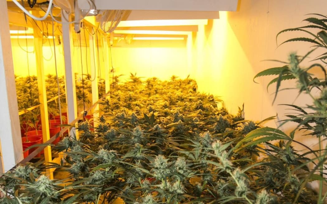Police seized 891 cannabis plants from a converted bank in Temuka’s main street.