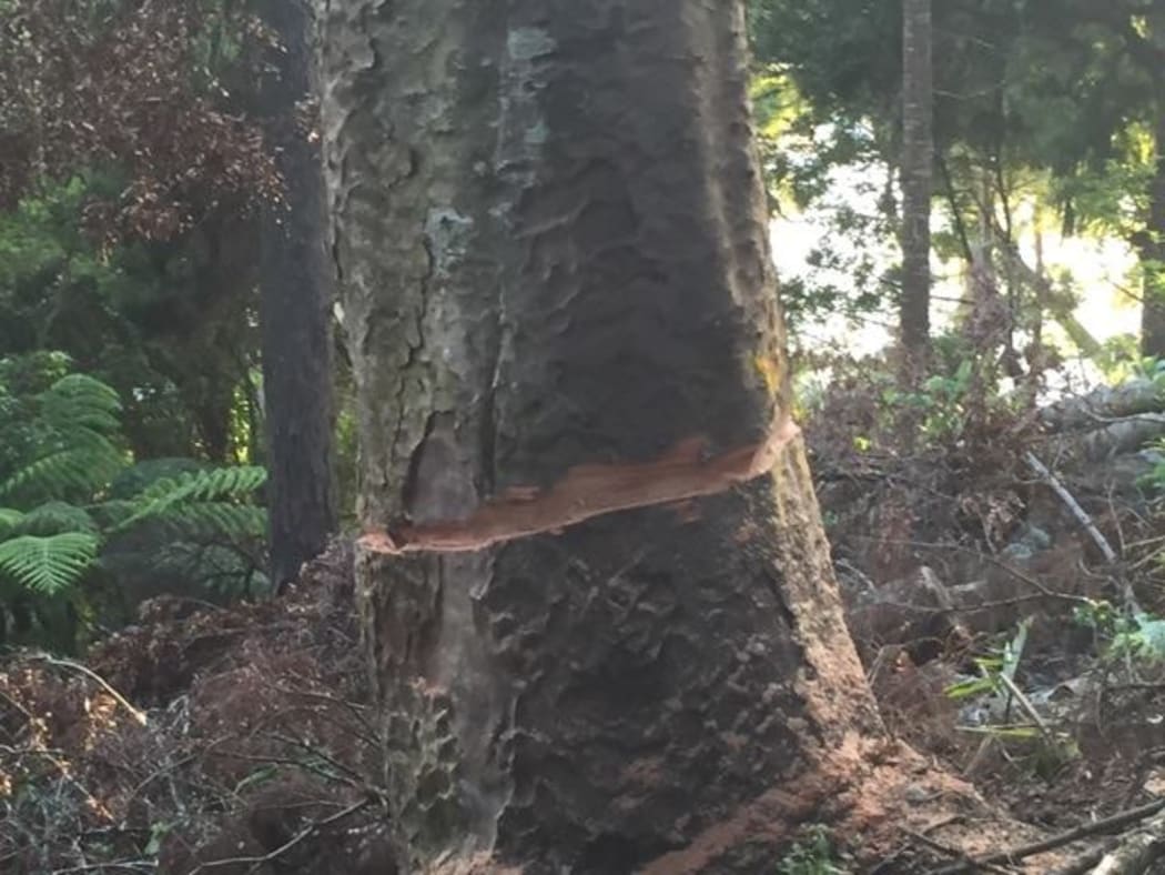 The West Auckland Kauri was attacked with a chainsaw, while a protester sat in its branches.