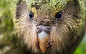 The scientific name for kākāpō means 'owl face - soft feathered' (Strigops habroptilus).