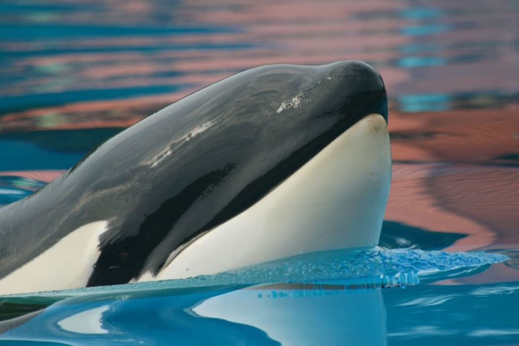 Orca whale
