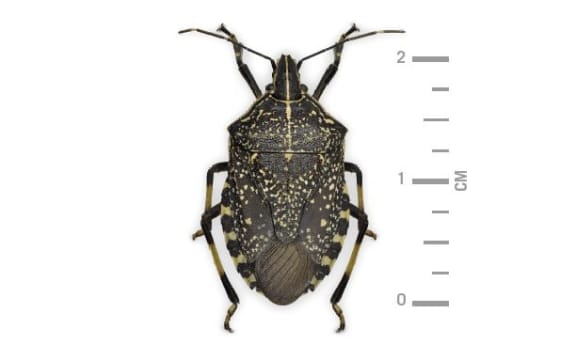 yellow spotted stink bug