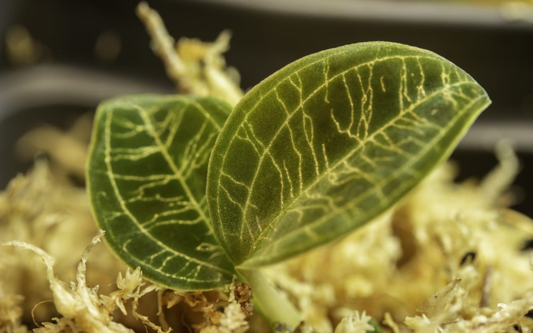 Jewel orchid (Macodes petola).