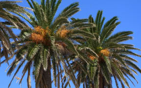 Phoenix palm