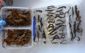 DOC says the lizards include McCann's lizards, southern grass skinks and jewelled geckos