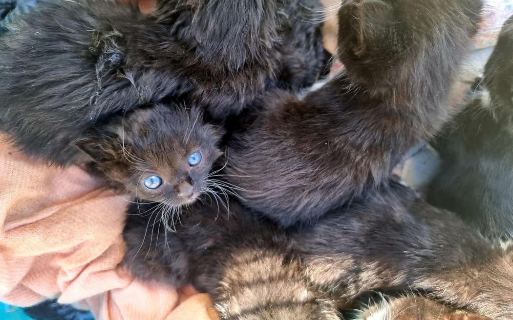 The litter of kittens found on the Transmission Gully construction site.