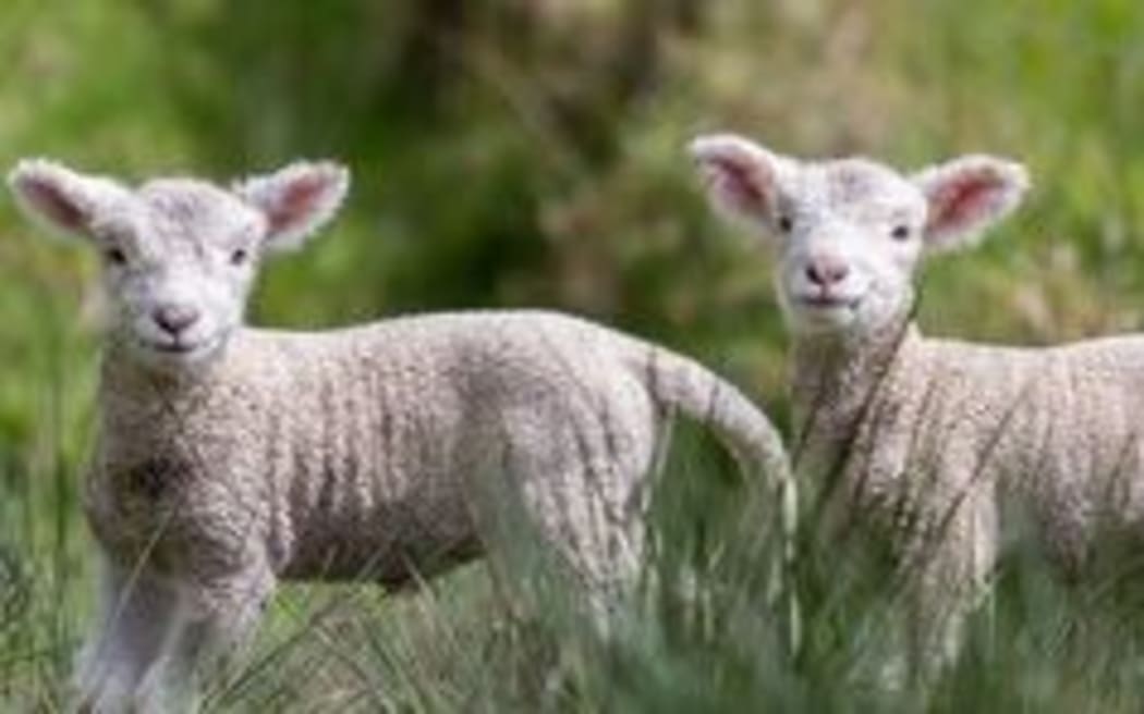 Lambs