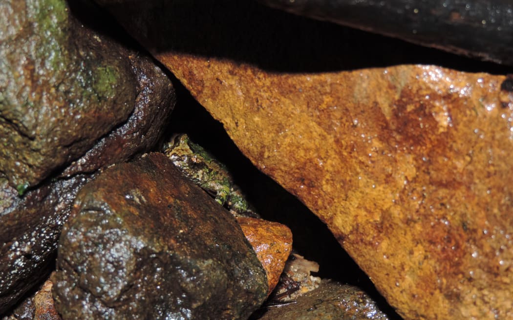 Hochstetter in retreat site.