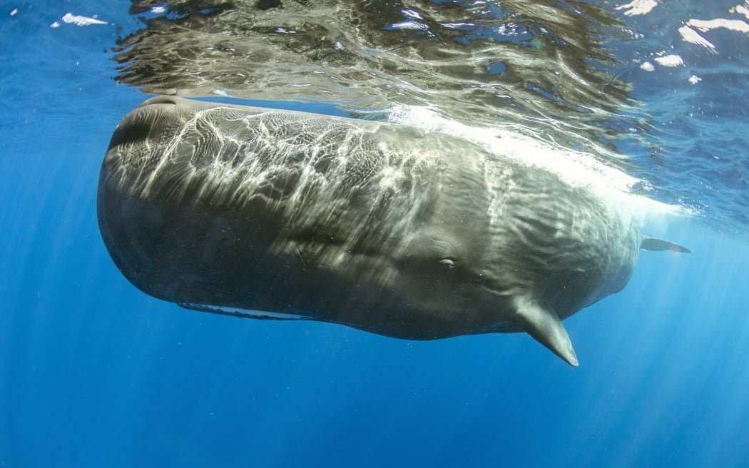 Sperm whale, (Physeter macrocephalus) surfacing. Vulnerable (IUCN). The sperm whale is the largest of the toothed whales. Sperm whales are known to dive as deep as 1,000 meters in search of squid to eat. Image has been shot in Dominica, Caribbean Sea, Atlantic Ocean. Photo taken under permit (Photo by Franco Banfi / Biosphoto via AFP)