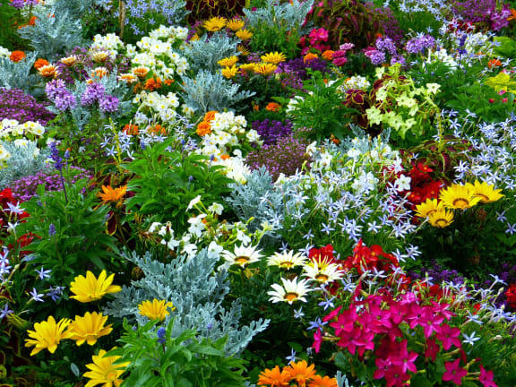 Flower garden