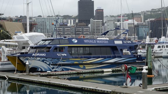 Whale Watch boat in Wellington harbour