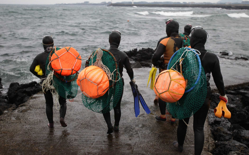 JEJU, SOUTH KOREA - NOVEMBER 06:  South Korean haenyeo enter the water to catch turban shells and abalones on November 6, 2015 in Jeju, South Korea. "Haenyeo," or Sea Women are the female divers in Jeju Island. In 2014, South Korea applied to UNESCO to add the haenyo to its Intangible Cultural Heritage List, and it has been under examination by the committee.  (Photo by Chung Sung-Jun/Getty Images)