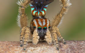 Maratus unicup, discovered and described by Jurgen Otto