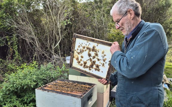 Frank Lindsay checks inside a beehive.