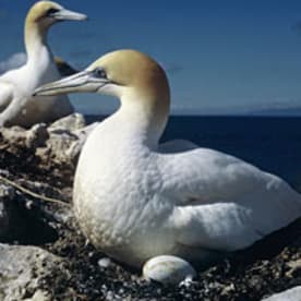 Photo for Tākapu