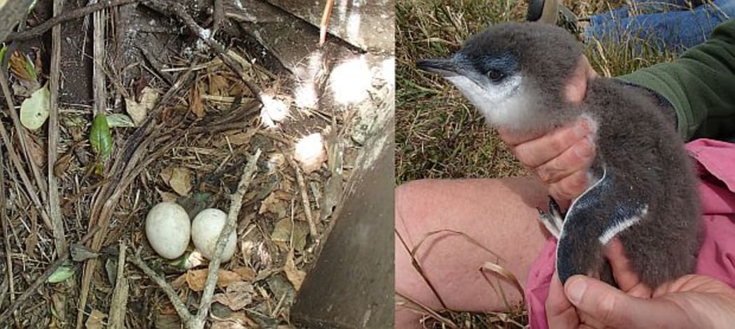 Little penguins on Matiu Somes Island lay their clutches of eggs - usually two - between early July and late November. Eggs are incubated for a month, and chicks take nearly two months to fledge.