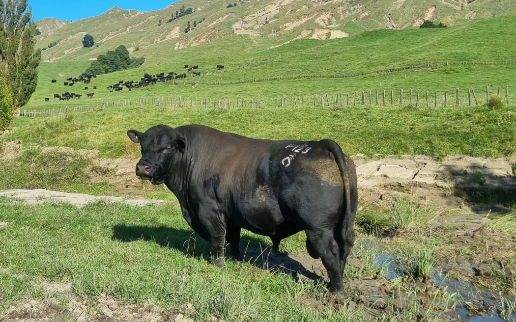A bull stands in a paddock, slips can be seen on the hills behind.