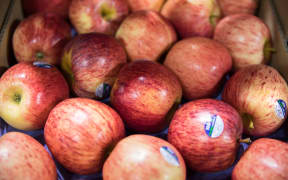 Royal gala apples sit amongst the fresh produce at T&G (Turners & Growers) in Mt Wellington, Auckland