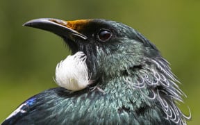 Tui