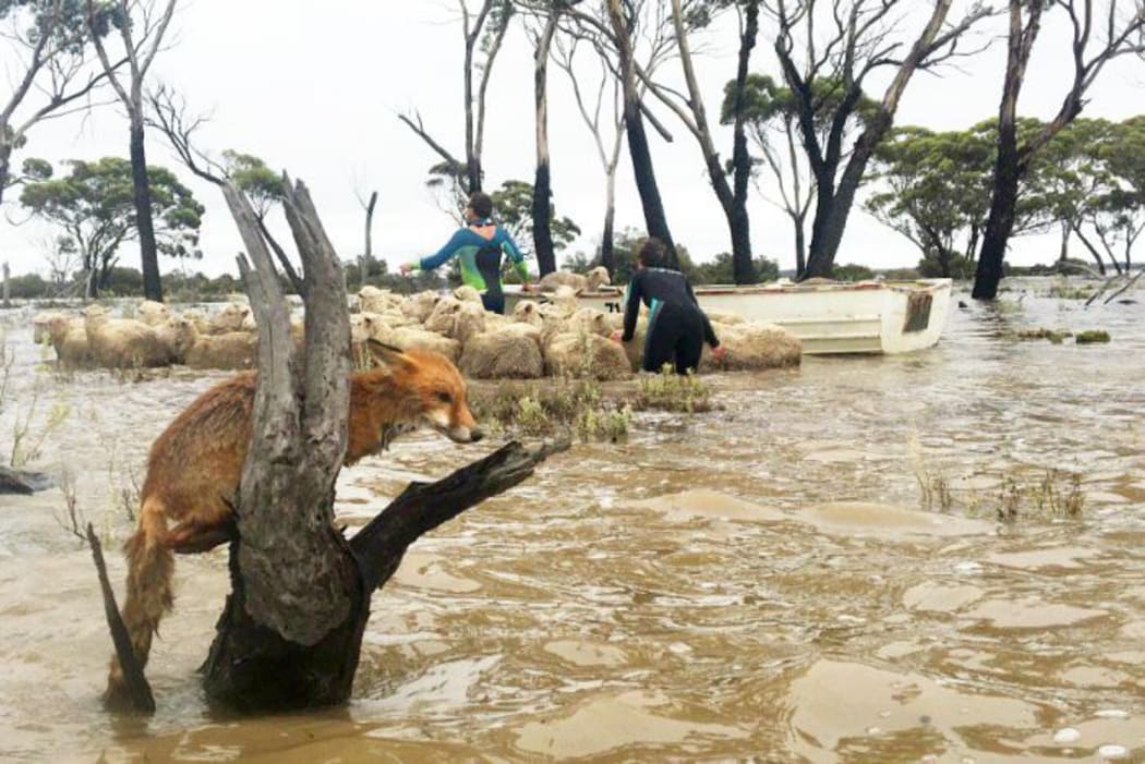 A herd of sheep was loaded onto a dinghy in Newdegate as a fox also sought higher ground.