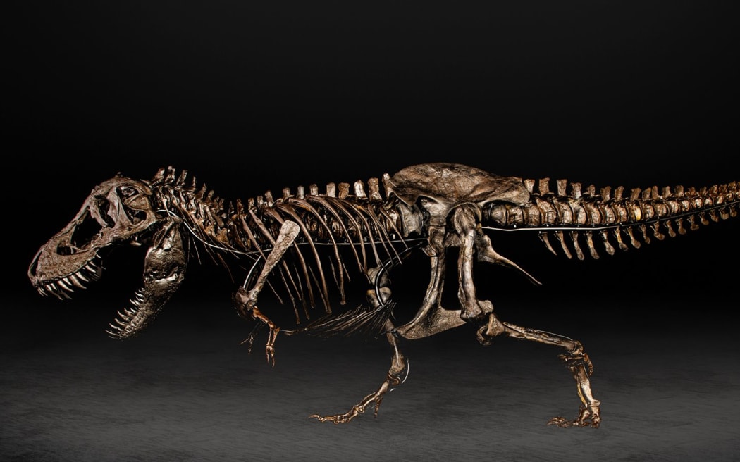 Peter the T rex, to be displayed in Auckland from 15 April.