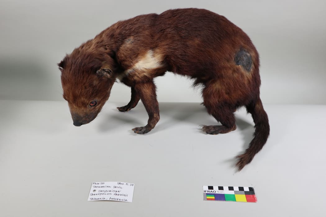 Tasmanian Devil