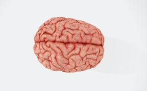 Human brain