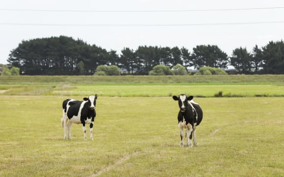 Dry land and cows, parched land in central North Island.