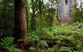 Kauri dieback symposium.
