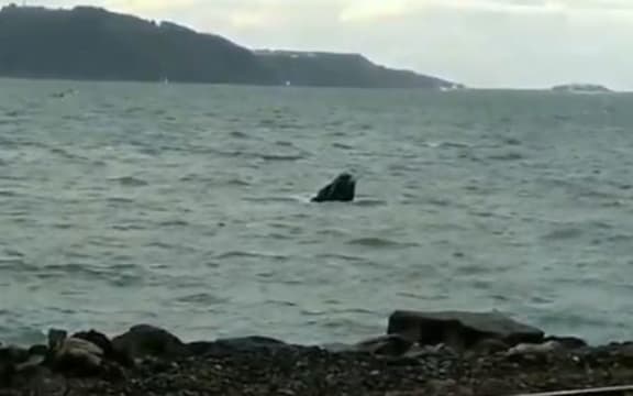 A cyclist stopped to enjoy a spot of whale watching.