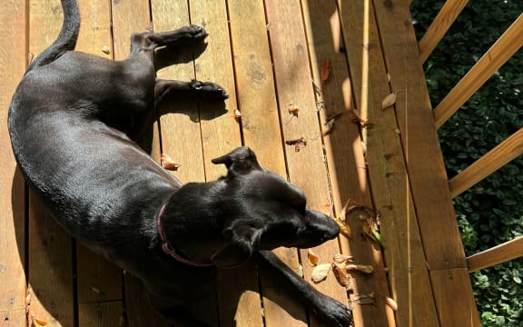 Don't wait until summer to prep your deck.