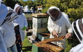 Members of the Wellington Beekeepers Association inspect one of the 800,000 hives registered in New Zealand.