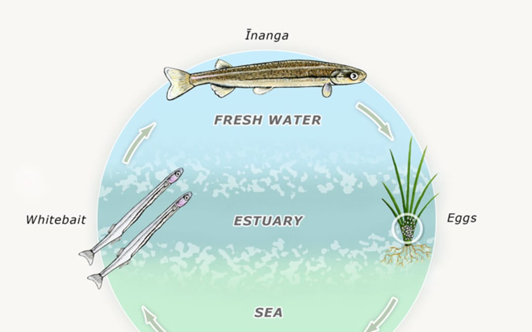 The life cycle Īnanga, one of the 5 species of whitebait