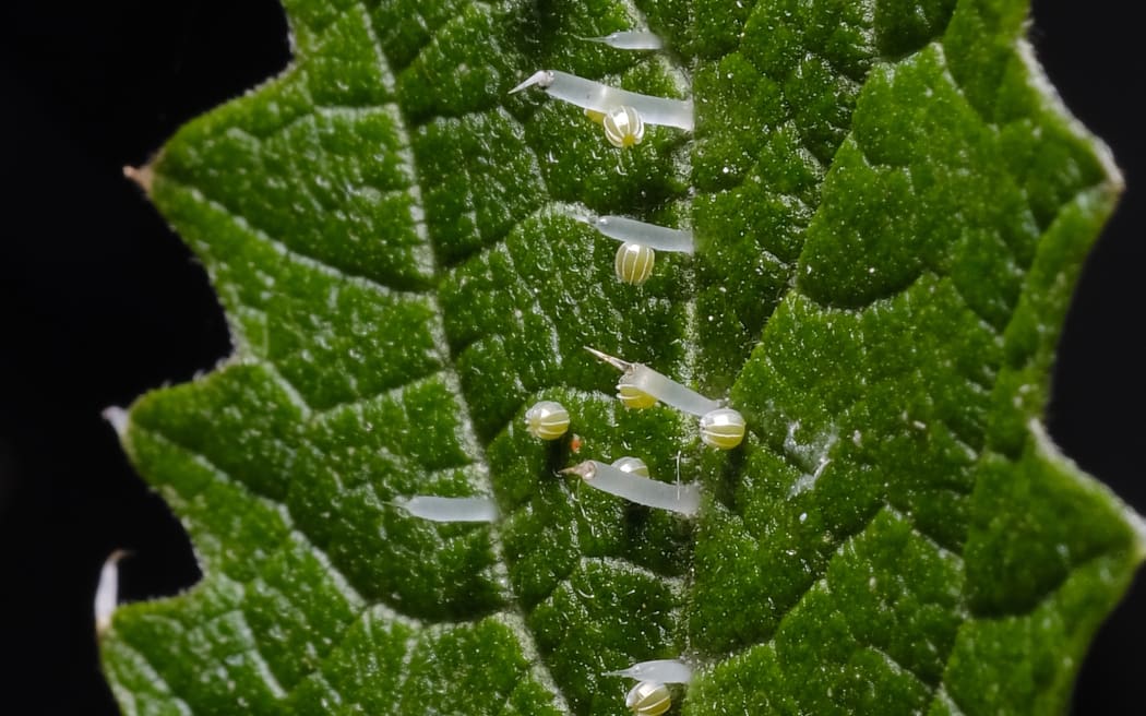 A close-up of a stinging nettle leaf showing its spines and tiny butterfly eggs next to the spines.
