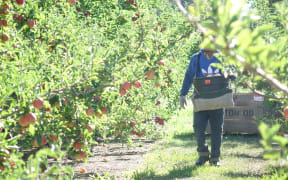 Pacific Islands workers have been described as invaluable to New Zealand's horticulture and viticulture industries.
