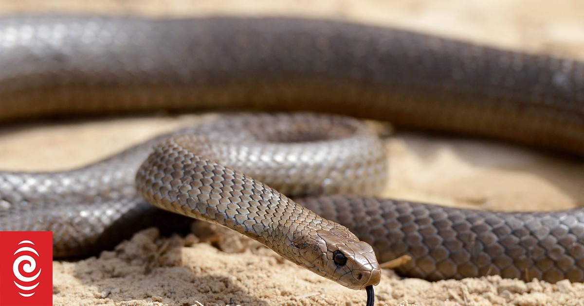 Australian hospital staff plead with bite victims to stop bringing snakes to emergency departments - Vimarsana News