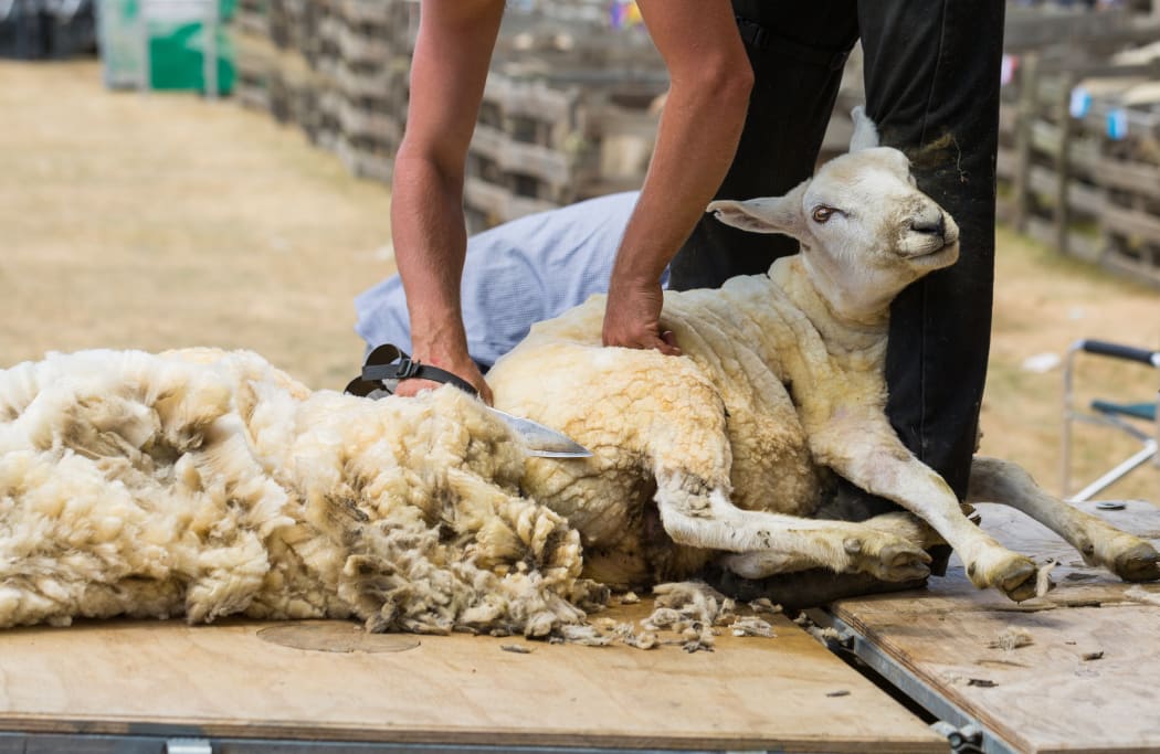 Shearers australia cheap