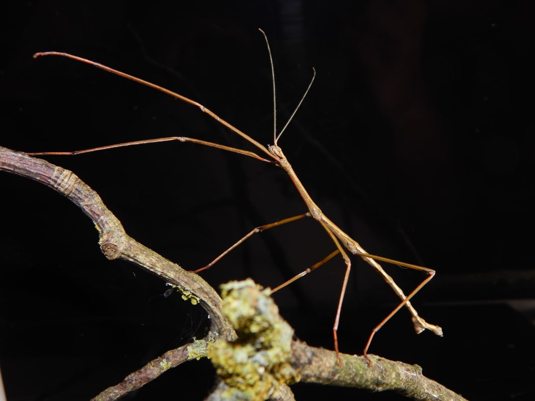 The first male unarmed stick insect ever recorded.