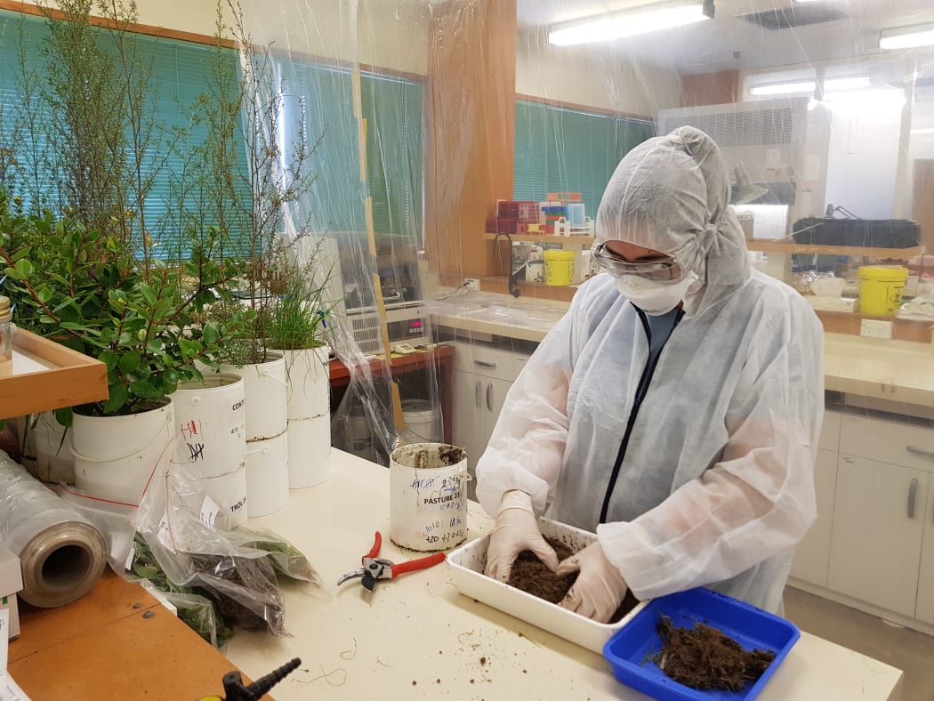 Environmental Science and Research scientists are testing pathogens on native plants to see if the have the same potential as manuka killing off E coli.