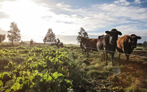 A recent flyover conducted by Environment Canterbury has found Waimakariri farmers are on the right track with their winter grazing practices.