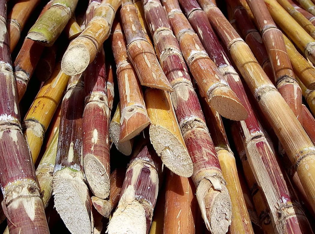 cut sugar cane 2006