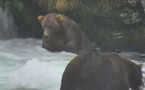 Otis 480, winner of Fat Bear Week 2021.