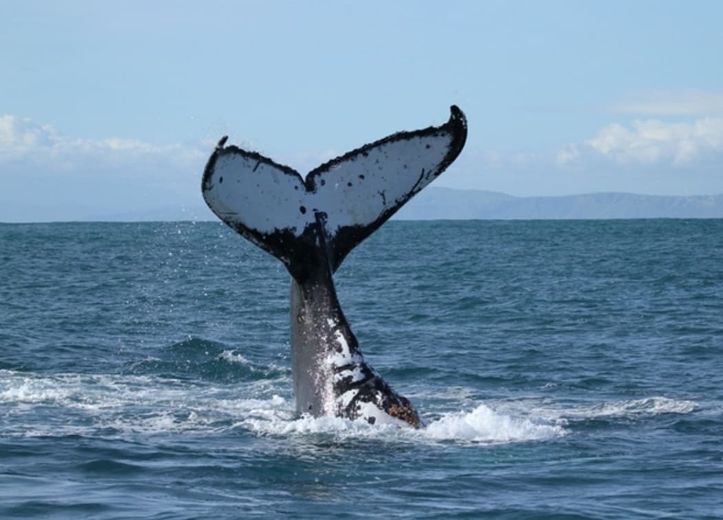 Humpback Whale in Cook Strait